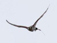 Ger- und Sakerfalke 015